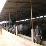 Dairy Farm